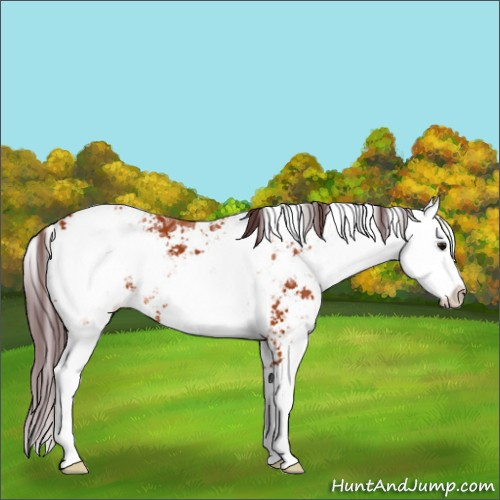 Horse Color:Chocolate Bay Ice Sabino Appaloosa