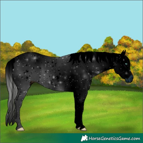 Horse Color:ERROR: UNKNOWN ANOMALY