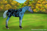 Horse Color:ERROR: UNKNOWN ANOMALY