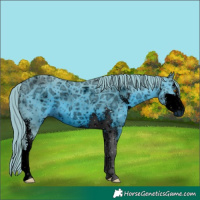 Horse Color:ERROR: UNKNOWN ANOMALY