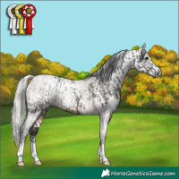 Horse Color:White Spotted Grullo Tobiano Rabicano and Gray White Spotted Silver Brown Dun Sabino Rabicano
