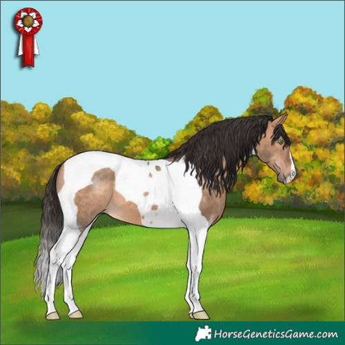 Horse Color:Bay Dun Tobiano 