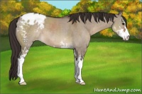 Horse Color:Brown Dun Sabino Appaloosa 