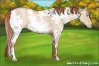 Horse Color:White Spotted Buckskin Pearl Dun Brindle