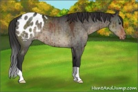 Horse Color:Brown Dun Appaloosa Brindle 