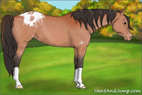 Horse Color:Bay Appaloosa 