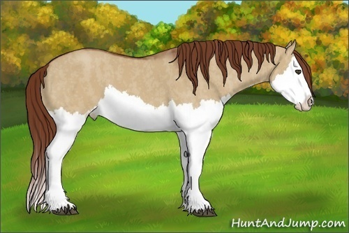 Horse Color:Red Dun Splash Brindle