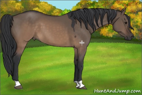 Horse Color:Brown Dun 