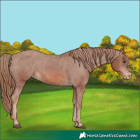 Horse Color:Chestnut Appaloosa 