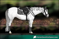 Horse Color:Gray Bay Tobiano