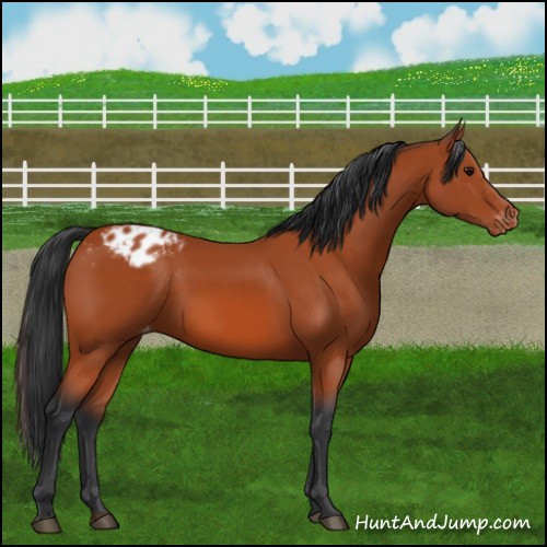 Horse Color:Bay Appaloosa