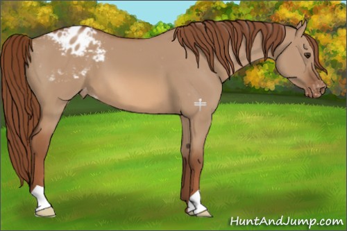 Horse Color:Red Dun Appaloosa 