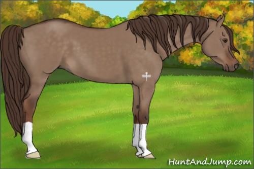 Horse Color:Liver Red Dun 