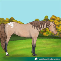 Horse Color:Bay Dun Sabino Appaloosa 