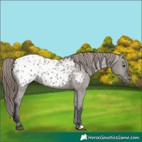 Horse Color:Grullo Appaloosa 