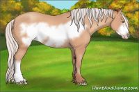 Horse Color:Silver Amber Champagne Frame 