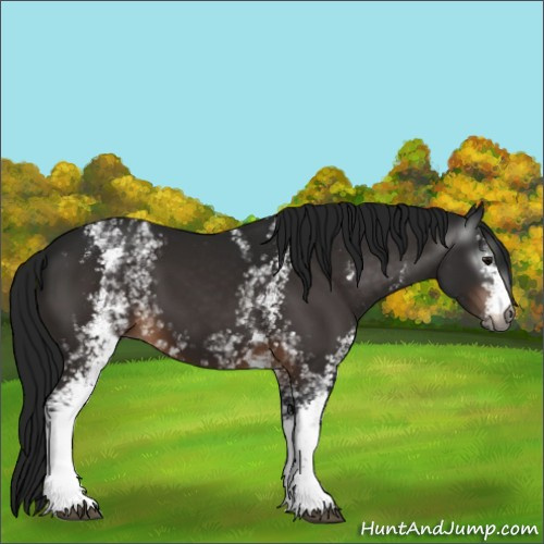Horse Color:Gray White Spotted Bay