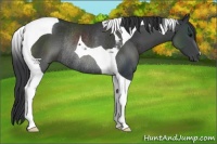 Horse Color:Black Tobiano Rabicano 