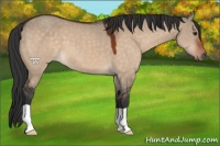 Horse Color:Brown Dun 