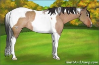 Horse Color:Brown Dun Tobiano Rabicano 