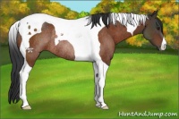 Horse Color:Brown Tobiano Rabicano 