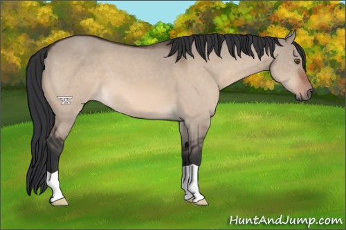 Horse Color:Bay Dun Mushroom 