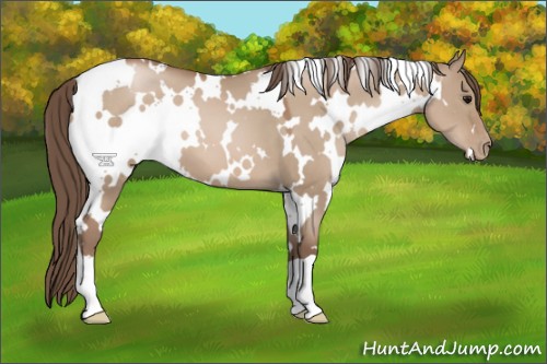 Horse Color:White Spotted Grullo Pearl 