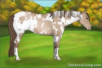 Horse Color:White Spotted Grullo Pearl 