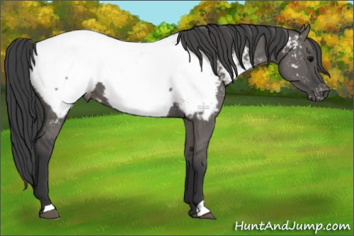 Horse Color:Grullo Appaloosa 