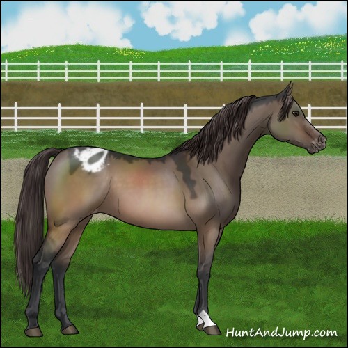 Horse Color:Brown Dun Blanket