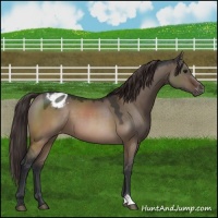Horse Color:Brown Dun Appaloosa 