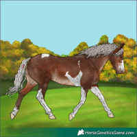 Horse Color:Silver Brown Tobiano 
