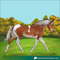 Horse Color:Silver Bay Tobiano 