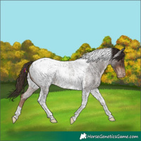 Horse Color:Liver Red Roan Tobiano Appaloosa
