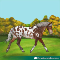 Horse Color:Silver Bay Tobiano Near Leopard 