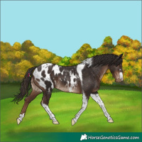 Horse Color:Liver Chestnut Tobiano Appaloosa Rabicano