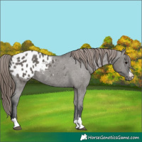 Horse Color:Grullo Appaloosa 