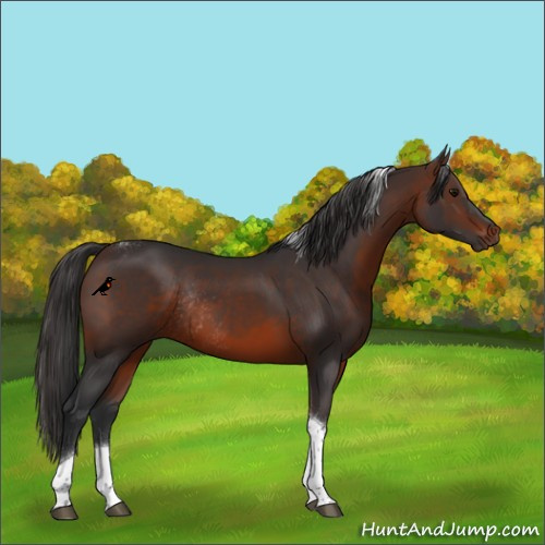 Horse Color:Brown Tobiano Rabicano