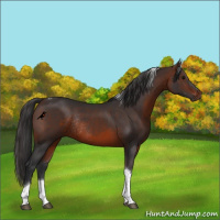 Horse Color:Brown Tobiano Rabicano 