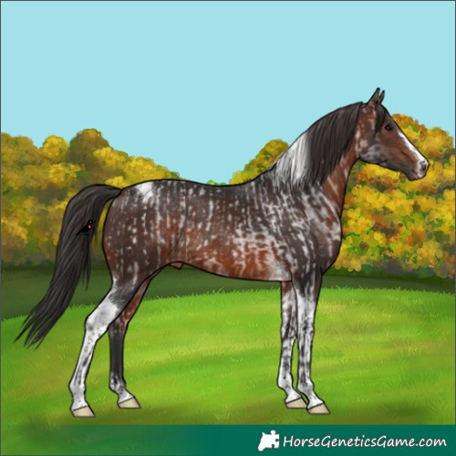 Horse Color:Bay Roan Rabicano  and Brown Tobiano Rabicano 
