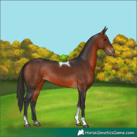 Horse Color:Bay Tobiano Rabicano 