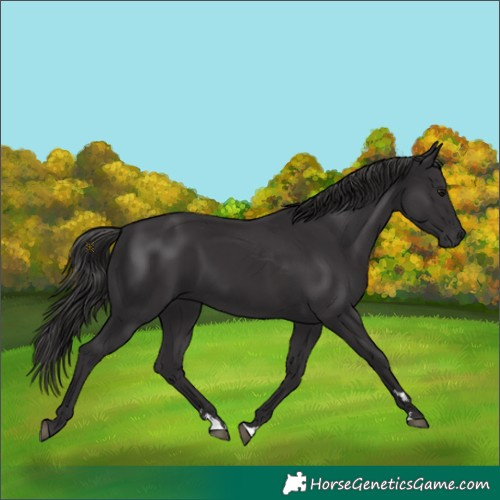 Horse Color:Smoky Black