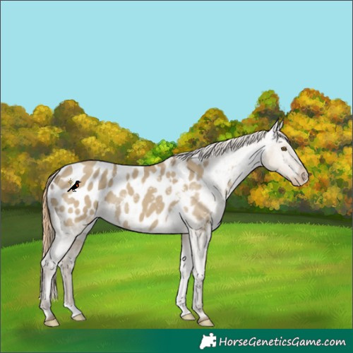 Horse Color:Classic Cream Champagne Dun Appaloosa 