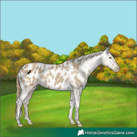 Horse Color:Classic Cream Champagne Dun Blanket 