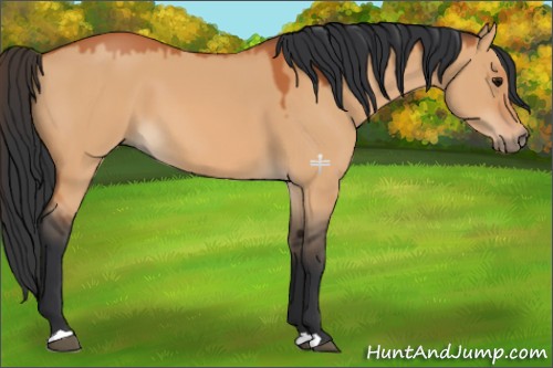 Horse Color:Bay Dun 
