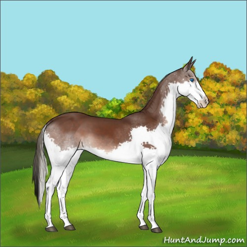 Horse Color:Liver Chestnut Splash 