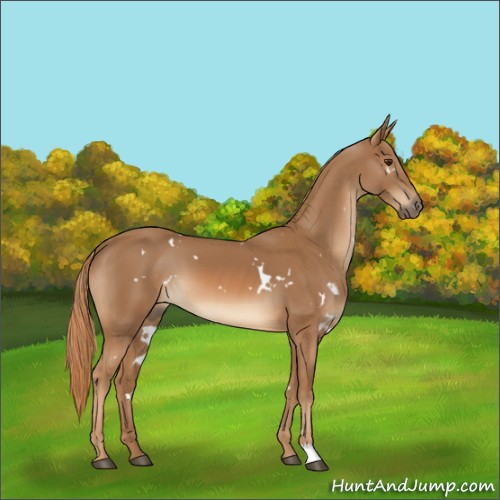 Horse Color:White Spotted Chestnut 
