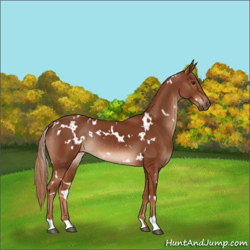 Horse Color:White Spotted Chestnut Rabicano 