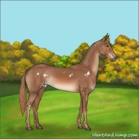 Horse Color:White Spotted Chestnut Rabicano 