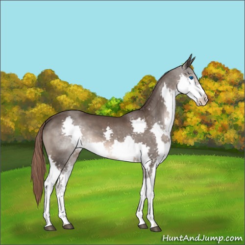 Horse Color:Liver Chestnut Splash 